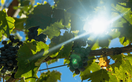 LUCCA: EBIKE TOUR MIT MITTAGESSEN UND WEINPROBE