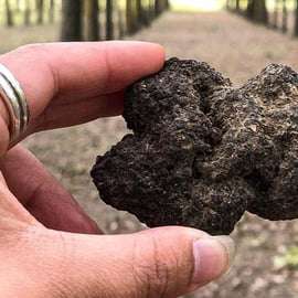 Truffeljacht vanuit Livorno naar Tenuta Torciano