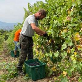 Лукка: экскурсия по винодельне Azienda Agricola San Pietro с дегустацией