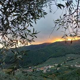 Dwarf Sheep Tour in the Pisan Mountains with Olive Oil
