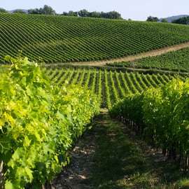 Z Livorno: San Gimignano z lunchem i degustacją