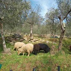 Dwarf Sheep Tour in the Pisan Mountains with Olive Oil