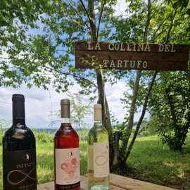 Poszukiwanie trufli w Livorno z psem lagotto i degustacją