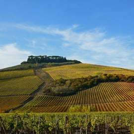 From Pisa or Lucca: Half-Day Tuscany Chianti Wine Tasting