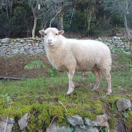 Dwarf Sheep Tour in the Pisan Mountains with Olive Oil
