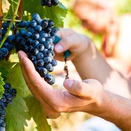 Chianti-Weinprobe ab Livorno mit Weingutbesuch in Kleingruppe
