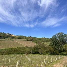 Tasting in a Vineyard with transfer from Pisa