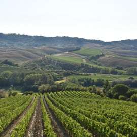 Visite de cave et dégustation de vins toscans à Terricciola
