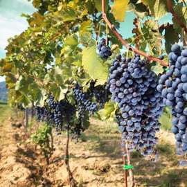From Pisa or Lucca: Half-Day Tuscany Chianti Wine Tasting