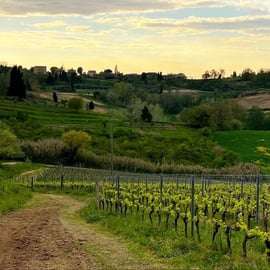 Pisa: Tour gastronomico e degustazione di vini con abbinamento di cibi locali
