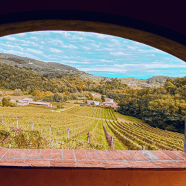 Lucca Winery Tour and Tasting at Tenuta Adamo