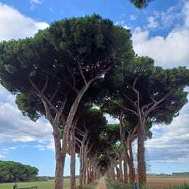 Livorno: Passeio Panorâmico de Bicicleta Elétrica a Pisa pelo Parque Natural