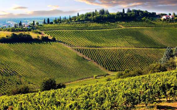 Desde Pisa o Lucca: cata de medio día de vinos de Chianti en la Toscana