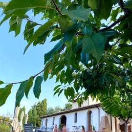Peccioli: Wine tasting experience