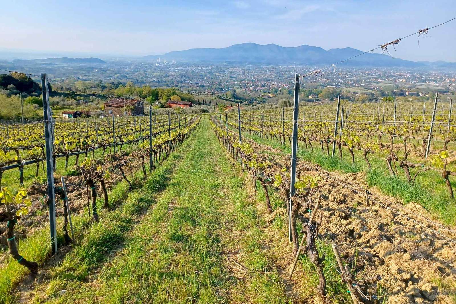 Лукка: экскурсия по винодельне Azienda Agricola San Pietro с дегустацией