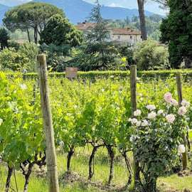 Visite de vignoble et dégustation de vin à Lucques, bio