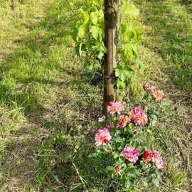 Visite de vignoble et dégustation de vin à Lucques, bio