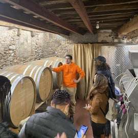 Tasting in a Vineyard with transfer from Pisa