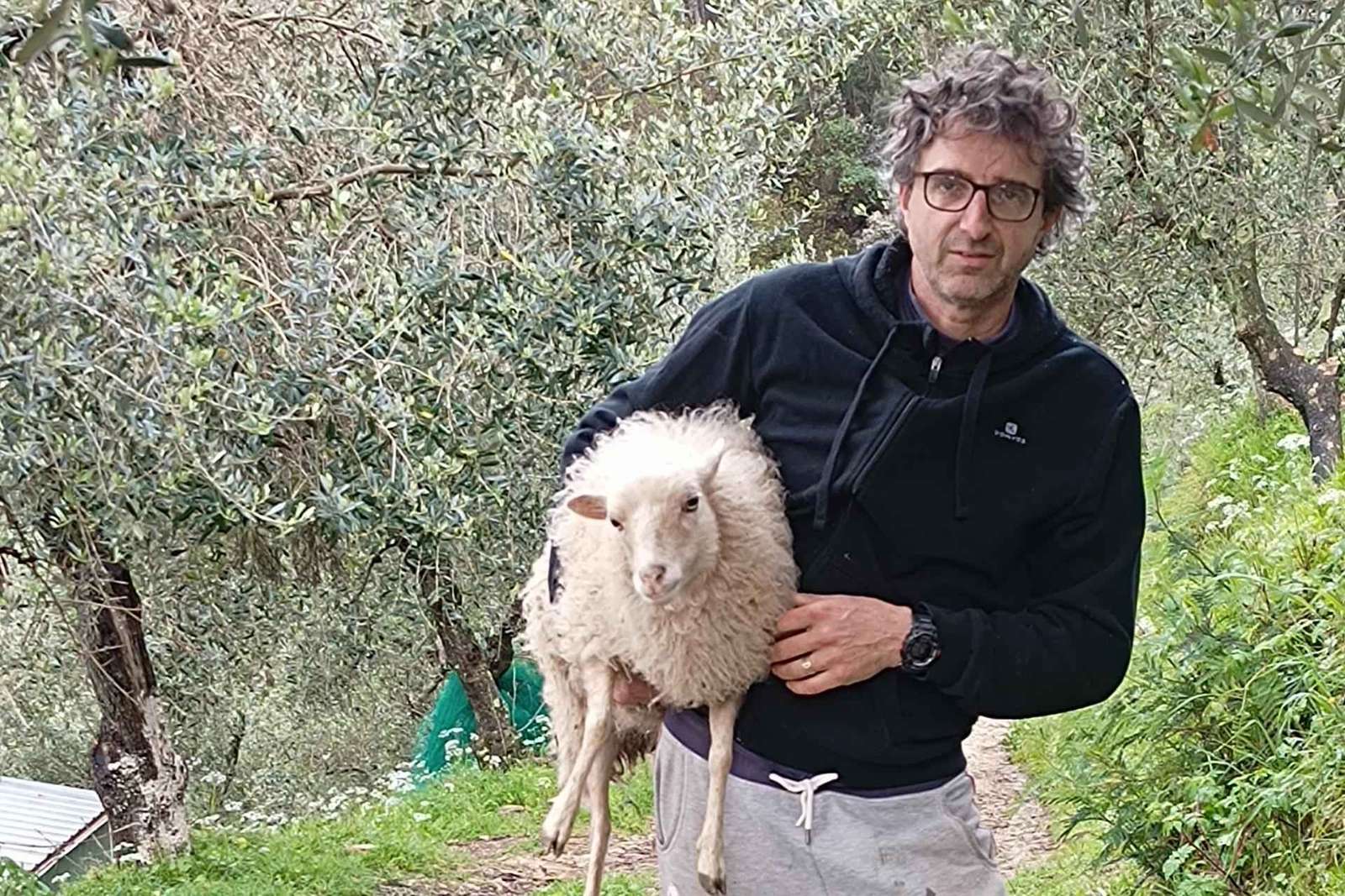 Dwarf Sheep Tour in the Pisan Mountains with Olive Oil