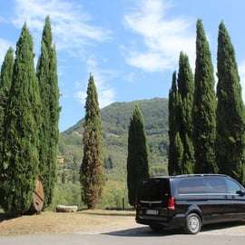Tasting in a Vineyard with transfer from Lucca