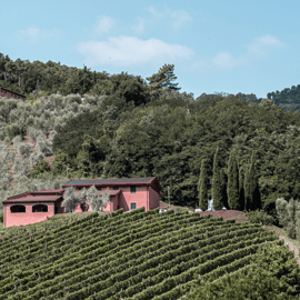 Lucca Winery Tour and Tasting at Tenuta Adamo