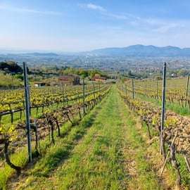 Лукка: экскурсия по винодельне Azienda Agricola San Pietro с дегустацией