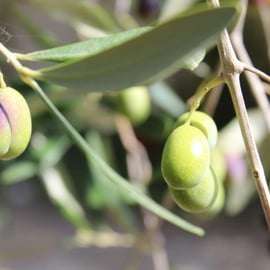 Экскурсия на оливковую мельницу с дегустацией масла и продуктов питания недалеко от Пизы