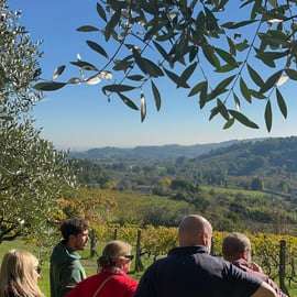 Tasting in a Vineyard with transfer from Lucca