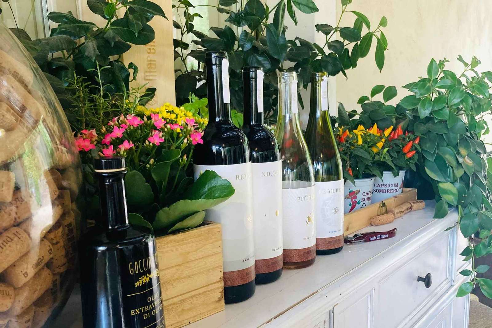 Lucca - Natuurlijke wijnproeverij bij Tenuta Mareli