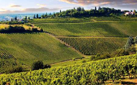 From Pisa or Lucca: Half-Day Tuscany Chianti Wine Tasting