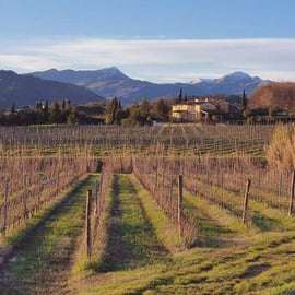 Visite de vignoble et dégustation de vin à Lucques, bio