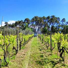 Montecarlo di Lucca: cata de vinos en la bodega con la viticultora